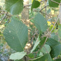 Ulmus laevis