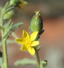 Osteospermum calendulaceum
