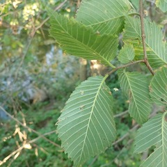 Ulmus laevis
