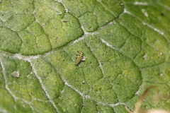 Psyllobora vigintiduopunctata