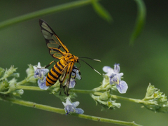 Amata grotei