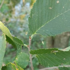 Ulmus laevis