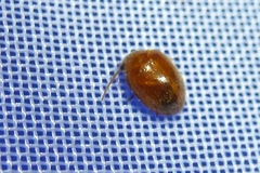 Prionocyphon serricornis