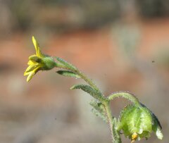 Osteospermum calendulaceum