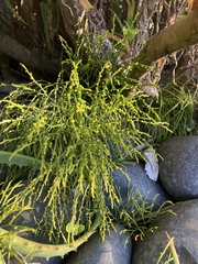 Psilotum nudum