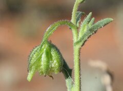 Osteospermum calendulaceum