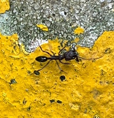 Odontomachus