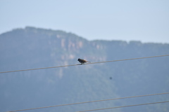 Pycnonotus cafer