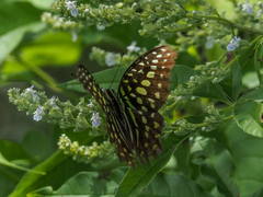 Graphium agamemnon