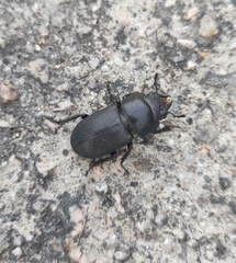 Dorcus parallelipipedus