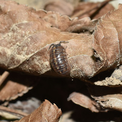 Armadillidium