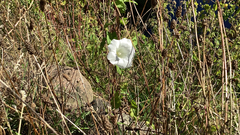 Calystegia