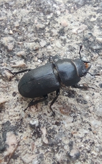 Dorcus parallelipipedus