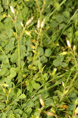 Cerastium fontanum