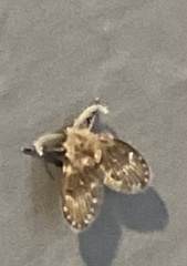 Clogmia