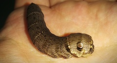 Deilephila porcellus