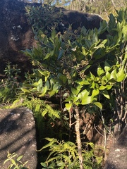 Polyscias bellendenkeriensis