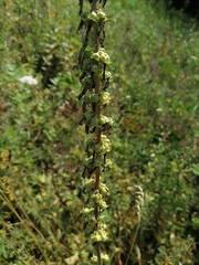 Campanula bononiensis