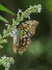 Graphium agamemnon