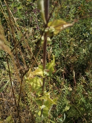 Campanula bononiensis