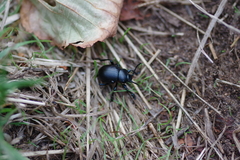 Timarcha tenebricosa