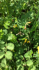 Lotus corniculatus