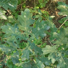 Quercus robur