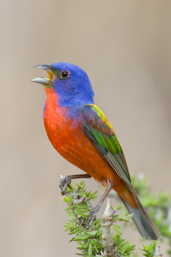 North American Buntings