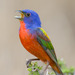 Cardinalidae - Photo (c) Greg Lasley, alguns direitos reservados (CC BY-NC), uploaded by Greg Lasley
