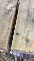 Calliphora vicina