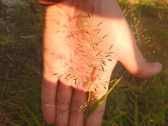 Eragrostis minor