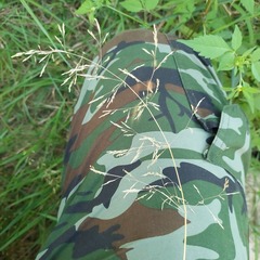 Poaceae