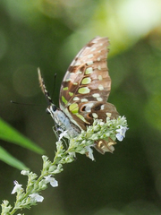 Graphium agamemnon