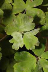 Erysiphe aquilegiae