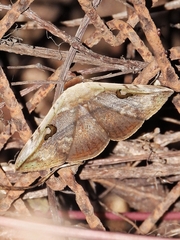 Hypopyra vespertilio