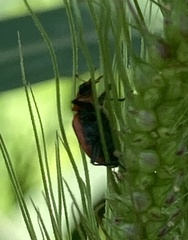 Coleomegilla maculata