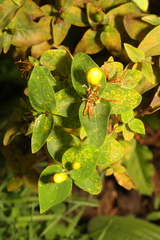 Hypericum inodorum