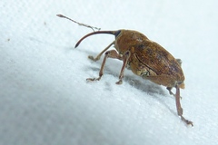 Curculio glandium