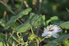 Passiflora foetida