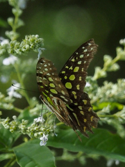 Graphium agamemnon