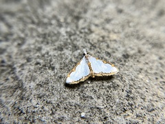 Cirrhochrista spinuella