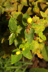 Hypericum inodorum