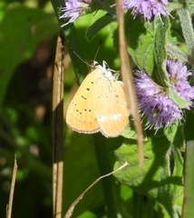 Lycaena virgaureae