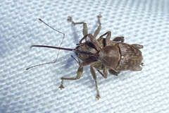 Curculio glandium