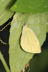 Pieris brassicae