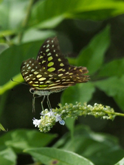 Graphium agamemnon