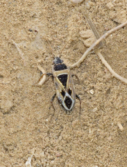 Xanthochilus saturnius