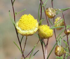 Thiseltonia gracillima