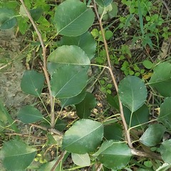 Pyrus communis