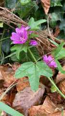 Malva sylvestris